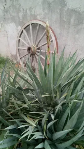 automne antre des vices